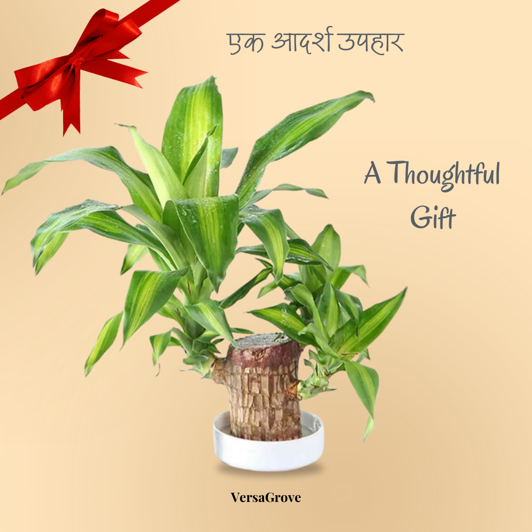 Pure Lucky Wood™ - Brazilian Lucky Wood Plant