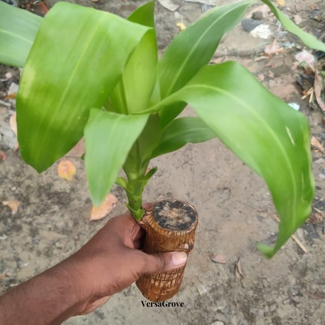 Pure Lucky Wood™ - Brazilian Lucky Wood Plant