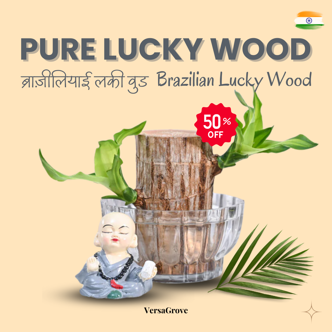 Pure Lucky Wood™ - Brazilian Lucky Wood Plant