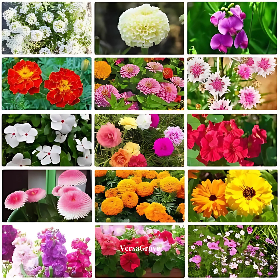 BloomBurst™ - 100 Vibrant Flower Seeds